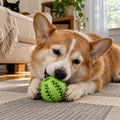 Corgi lying on a rug with a green BoredProof treat ball