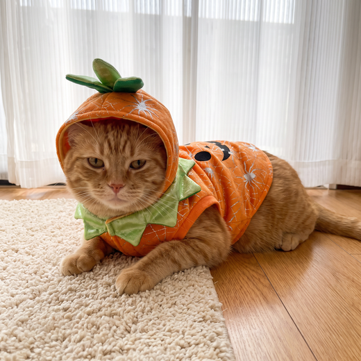 Orange tabby cat in the Little Pumpkin Costume