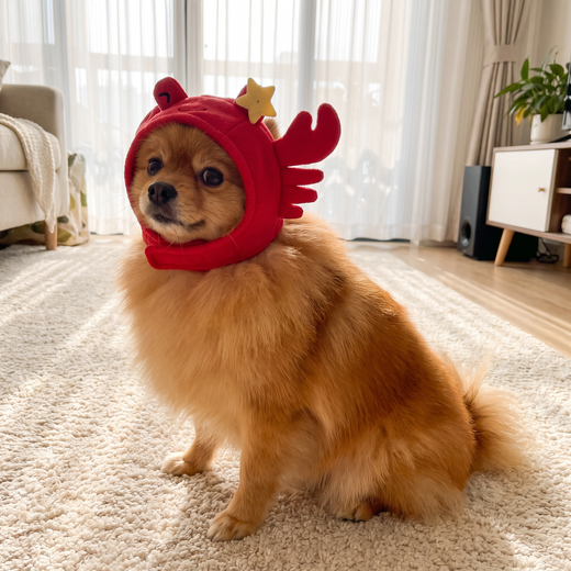 Pomeranian in the Snappy Crab Hat from the side