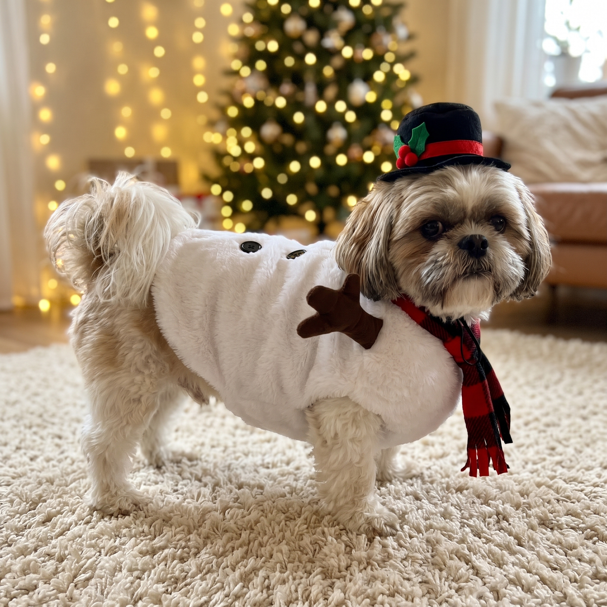 Shih Tzu in the Snuggly Snowman Costume from the side