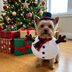Yorkie in the Snuggly Snowman Costume next to presents