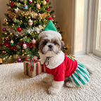 Shih Tzu puppy in the Merry Elf Dress next to a present