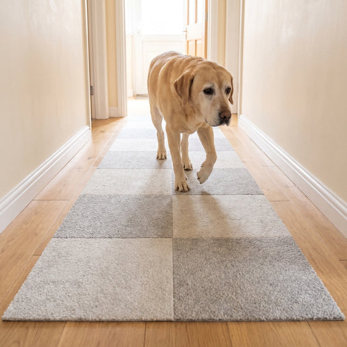 PawProof tile route down a hallway with a senior labrador walking on it