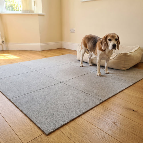 Six PawProof tiles laid beside a dog bed with an older beagle standing on them